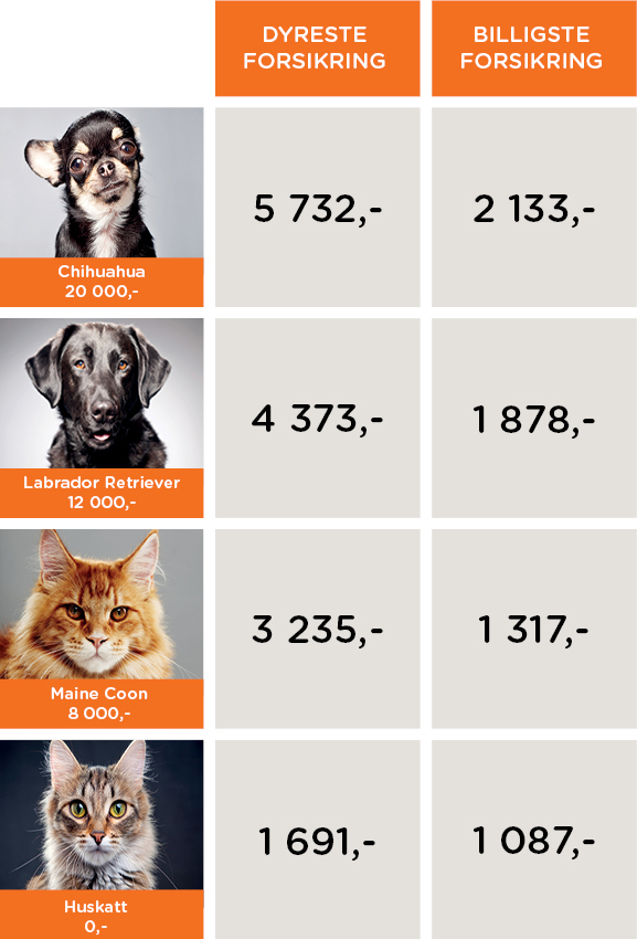 Hundeforsikring og katteforsikring